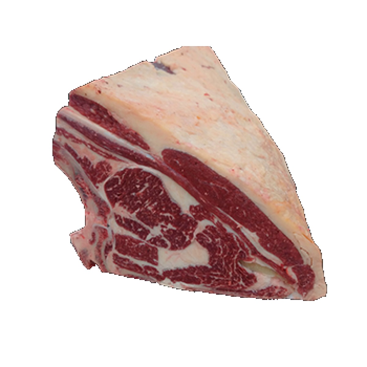 COSTATA 5 COSTE S.V. D4IT